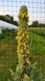 Common Mullein