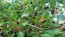 Black Mulberry Seeds (Certified Organic)