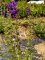 Salvia 'Blue Denim'