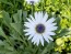 Blue-Eyed African Daisy