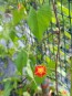 Morning Glory Scarlet Creeper 'Sunspots' 