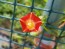 Morning Glory Scarlet Creeper 'Sunspots' 