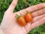 Tomato 'Cherry Roma Grape' 