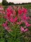 Spider Flower, Pink Mix