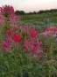 Spider Flower, Pink Mix