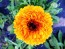 Calendula ‘Touch of Red Mix’ 