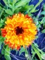 Calendula ‘Touch of Red Mix’ 