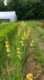 Gladiolus 'Boone' Cormels - Shipping 2025 Spring - Harvested on our Farm - USDA Certified Organic