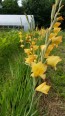 Gladiolus 'Boone' Cormels - Shipping 2025 Spring - Harvested on our Farm - USDA Certified Organic