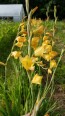Gladiolus 'Boone' Cormels - Shipping 2025 Spring - Harvested on our Farm - USDA Certified Organic