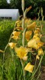 Gladiolus 'Boone' Cormels - Shipping 2025 Spring - Harvested on our Farm - USDA Certified Organic