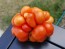 Tomato 'Reisetomate' Seeds (Certified Organic) 