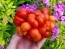 Tomato 'Reisetomate' Seeds (Certified Organic) 