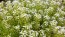 Alyssum 'Benthamii' 