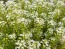 Alyssum 'Benthamii' 