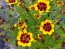 Plains Coreopsis ‘Quills and Thrills’ 