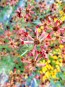 Plains Coreopsis ‘Quills and Thrills’ 