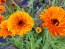 Calendula ‘Touch of Red Mix’ 