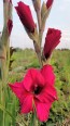 Gladiolus 'Plum Tart' Cormels - Shipping 2025 Spring - Harvested on our Farm - USDA Certified Organic