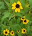 Brown-Eyed Susan