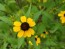 Brown-Eyed Susan