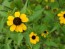 Brown-Eyed Susan