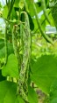 Pole Snap Bean 'Rattlesnake' 