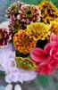 Zinnia 'Aztec Sunset Mix' 