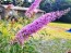 Purple Butterfly Bush AKA Summer Lilac 