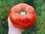 Tomato 'Dixie Red F2'