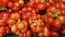 Tomato 'Reisetomate' Seeds (Certified Organic) 