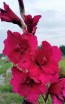 Gladiolus 'Plum Tart' Cormels - Shipping 2025 Spring - Harvested on our Farm - USDA Certified Organic