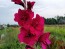 Gladiolus 'Plum Tart' Cormels - Shipping 2025 Spring - Harvested on our Farm - USDA Certified Organic