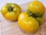 Tomato 'Yellow Brandywine'