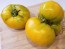 Tomato 'Yellow Brandywine' Plant (4" Pot, single)