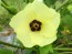 Okra 'Southern Belle' Seeds (Certified Organic) 