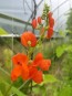 Scarlet Runner Bean