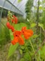 Scarlet Runner Bean