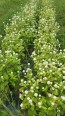 Globe Amaranth 'Las Vegas White'	 8