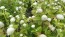 Globe Amaranth 'Las Vegas White'