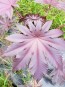 Purple Castor Bean