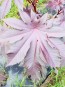 Purple Castor Bean