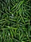 Hot Pepper ‘Serrano’ Seeds (Certified Organic) 