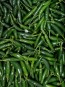 Crushed Serrano Peppers Harvested on our Farm, Certified Organic