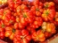 Tomato 'Reisetomate' Seeds (Certified Organic) 