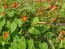 Morning Glory Scarlet Creeper 'Sunspots' 