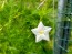 Morning Glory Cypress Vine, Red and White 