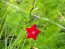 Morning Glory Cypress Vine, Red and White 