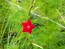 Morning Glory Cypress Vine, Red and White 