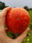 Tomato 'Roughwood Golden Tiger' 